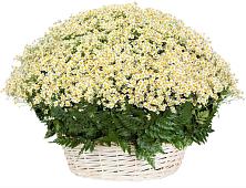 Цветочная композиция из Ромашки в корзине #REPLACE_PRED# Упорово